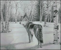 North American Timber Wolf